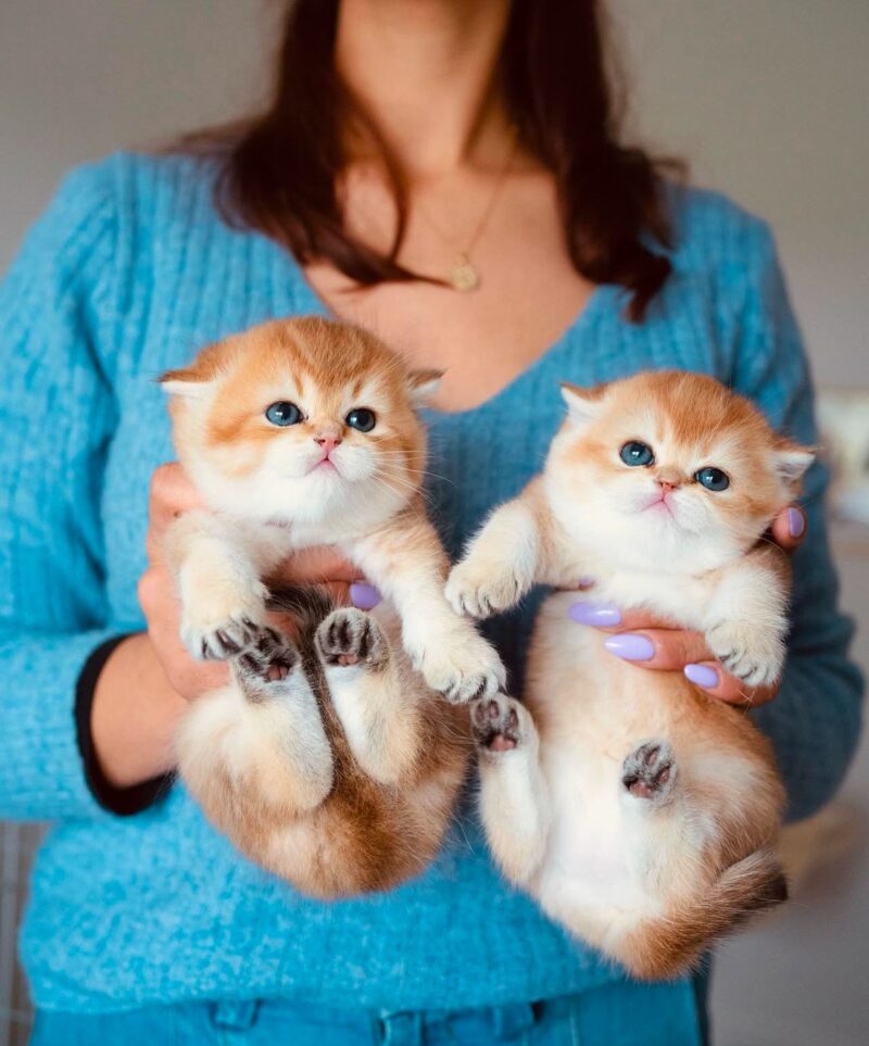 Munchkin kittens