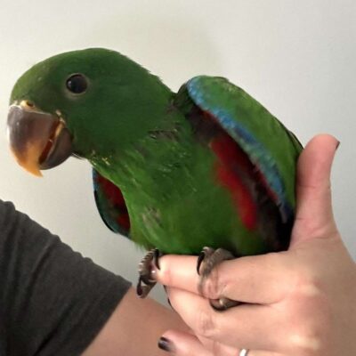 Buy Male Eclectus