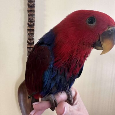 Eclectus bird-for-sale