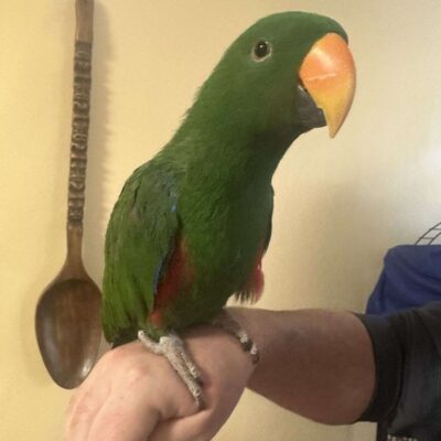 buy eclectus parrot near me