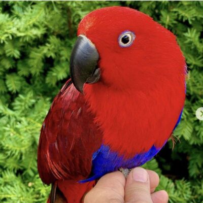 female Eclectus