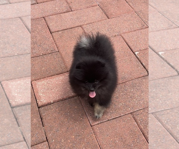 Pair Pomeranian Puppies - Image 3