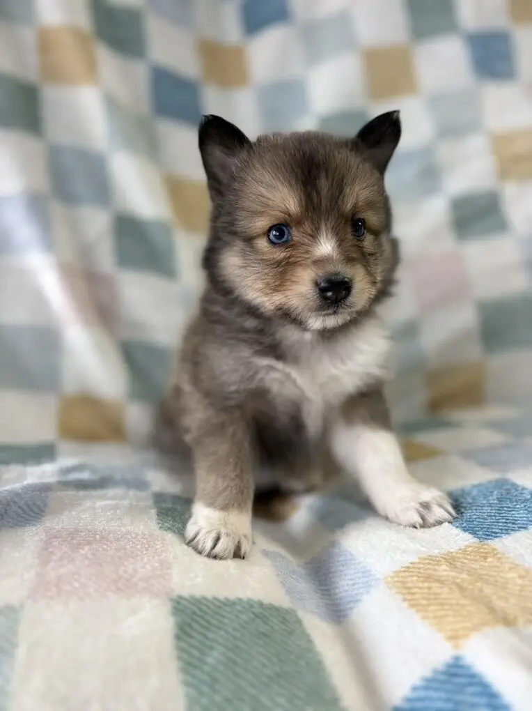 Sheltie Pomsky Puppies - Image 2