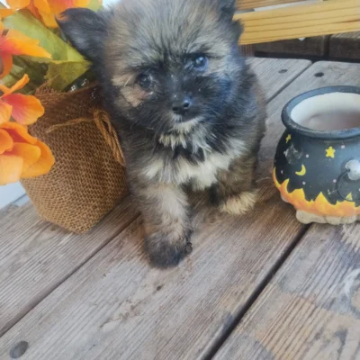 Pomeranian Yorkshire Terrier