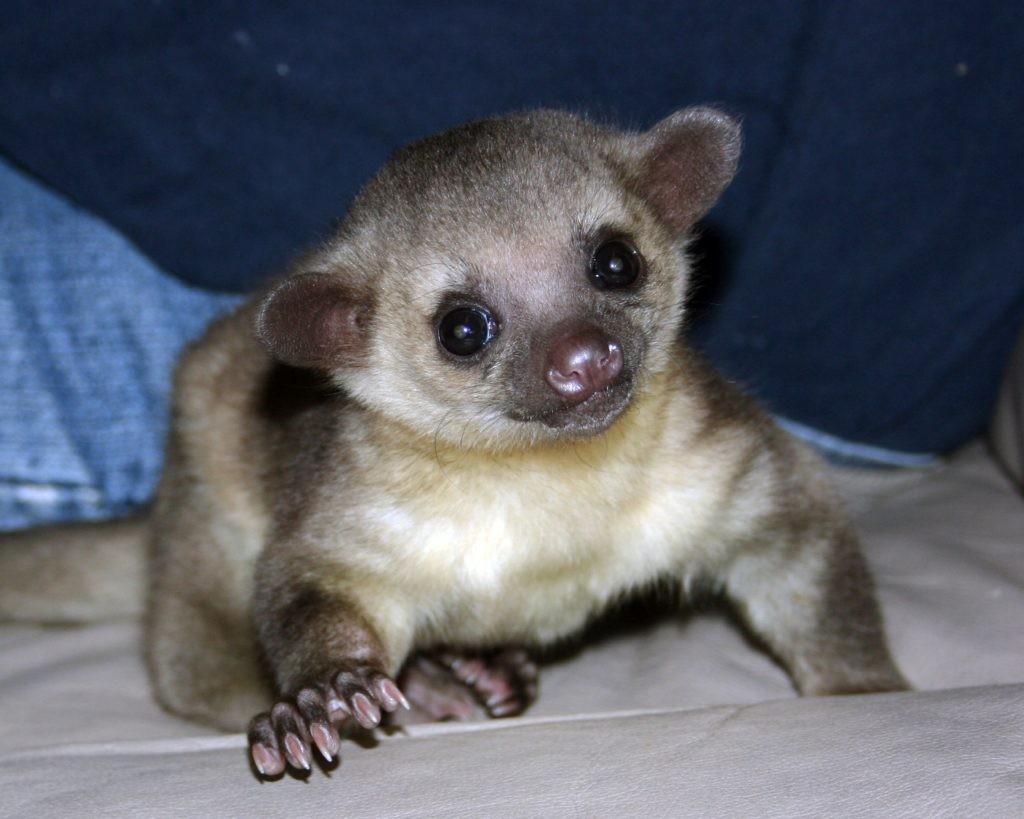 Kinkajou for sale