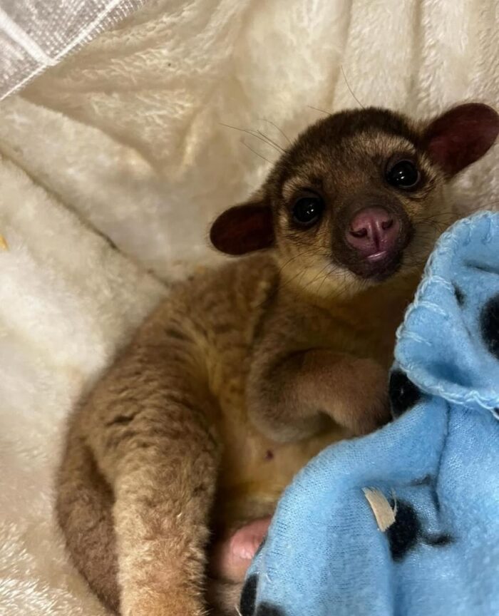 Male-Kinkajou For Sale