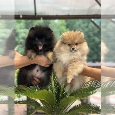 Pair Pomeranian Puppies