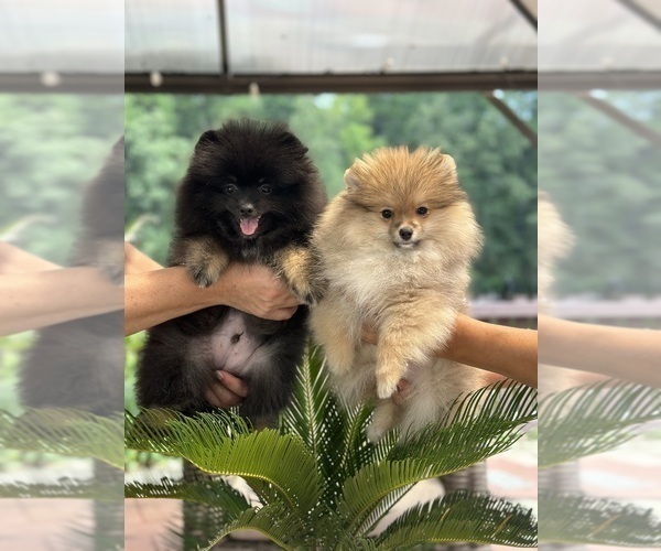Pair Pomeranian Puppies