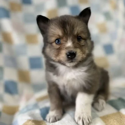 Sheltie Pomsky Puppies