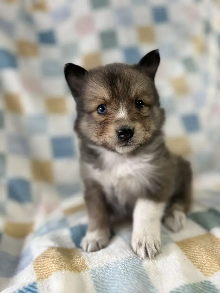 Sheltie Pomsky Puppies